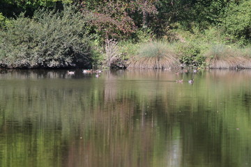 Lake walking