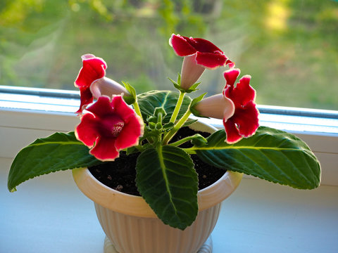 home flowers in a pot on the windowsill, home flower gloxinia