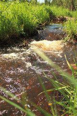 stream in the forest