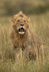 Naklejka premium A portrait of a subadult Lion at Masai Mara, Kenya