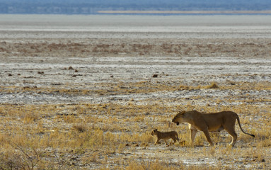 Naklejka premium Lion cub making his first steps safely escorted by his mother in Etosha National Park, Namibia