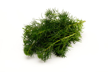 ハママーチ（リュウキュウヨモギ）