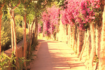 Naklejka premium Beautiful narrow stone alley with tropical plants and bright red flowers in summer at resort of Italy in Europe