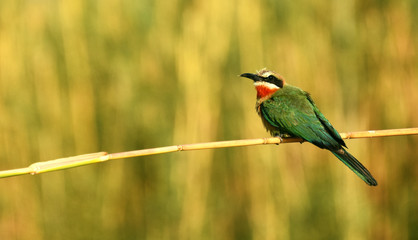 White fronted bee eater balancing his weight on a reed straw