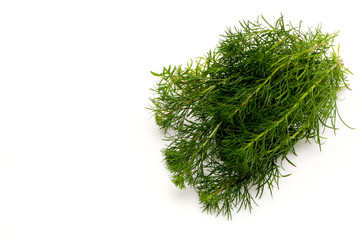 ハママーチ（リュウキュウヨモギ）