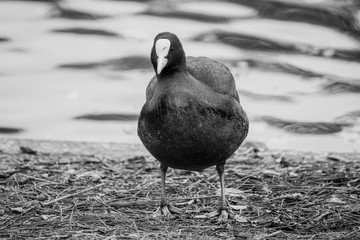Eurasian Coot in BW