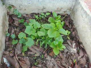 Some green colored small vegetable leaf planted in the middle of a wall on fresh soil