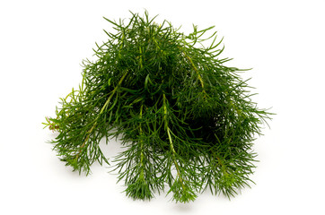 ハママーチ（リュウキュウヨモギ）