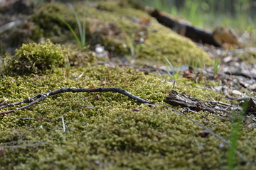 lizard on the grass