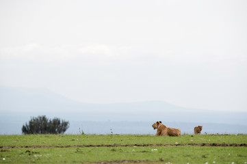 Lion cubs at Masai Mara grassland with beautiful backdrop, Kenya