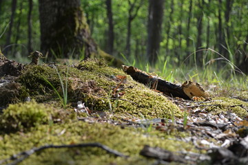 squirrel in the woods