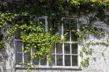efeu an einem altbau fenster