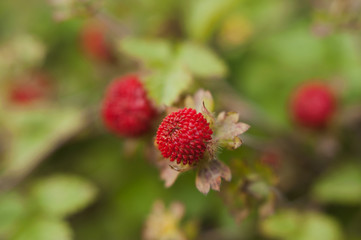 Red bright strawberries with green stem and leaves in the garden