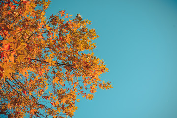 Obraz na płótnie Canvas Orange autumn leaves in sun rays and blue sky.