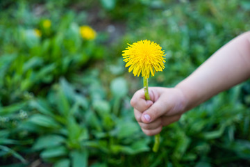 Spring dandelions and clover bloom among the grass, background of green grass in the park, summer spring garden. Dandelion blossom flower in baby hand 