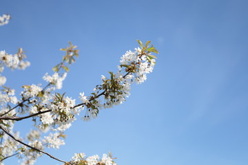 Close up of white cherry blossoms. The flowers on the branches of a cherry tree are blooming under the blue sky.