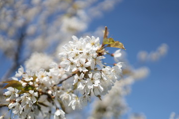Close up of white cherry blossoms. The flowers on the branches of a cherry tree are blooming under the blue sky.