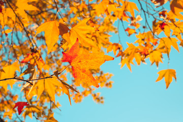 Fototapeta na wymiar Orange autumn leaves in sun rays and blue sky.