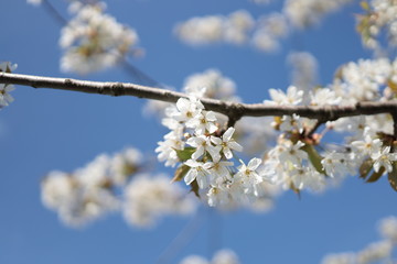 Close up of white cherry blossoms. The flowers on the branches of a cherry tree are blooming under the blue sky.