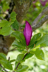 Fleur de magnolia grandiflora