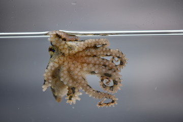 Blauringkrae (Hapalochlaena lunulata) Blaugeringelte Krake Meerwasser Salzwasser Aquarium Gift Tödlich