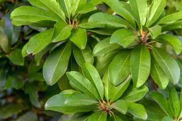 green plant closeup