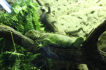 iguana on a branch