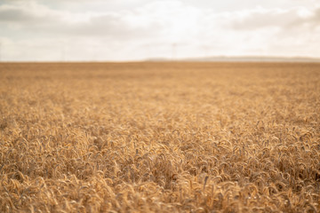 wheat field before harvest in may