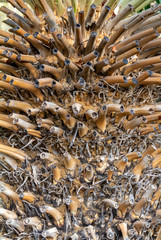 exotic palm tree trunk