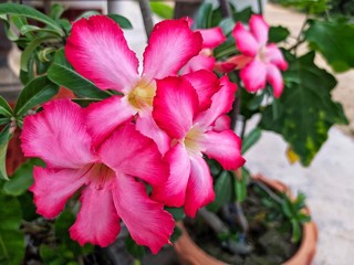 Soft red plumeria flowers in the garden.