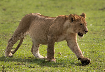 Closeup of Lion cub walking at Masai Mara grassland, Kenya