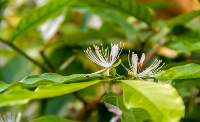 exotic flower closeup