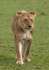 Portrait of a lioness at Masai Mara, Kenya