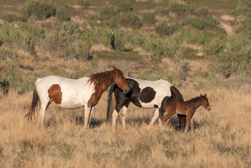 Wild Horse Mare and Foal in Spring in the Utah Desert