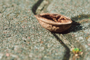Half an empty walnut shell lying on paving