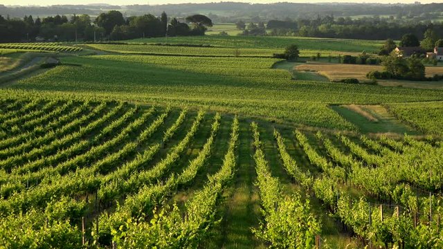 Sunset landscape bordeaux wineyard france, europe Nature