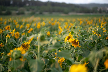field of sunflowers in may