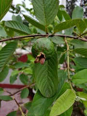 A small green colored guava in the guava tree hanging beneath a green leaf