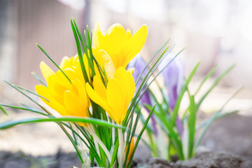 spring flowers of yellow crocus in the garden on brown soil. copy space