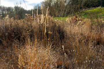 arid vegetation scenery