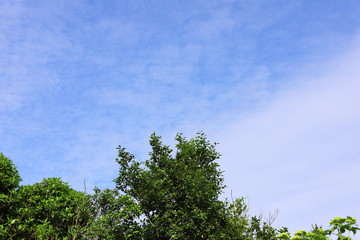 日本の初夏　郊外の風景　青空と緑の木々