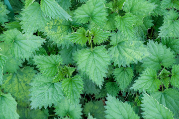 uniform uniform background of growing fresh young nettles