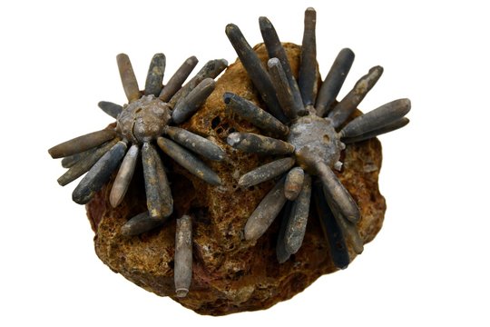 Fossilien Fossile Seeigel Versteinerung