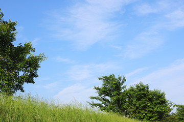 Fototapeta na wymiar 日本の初夏　郊外の風景　青空と緑の木々