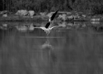 Black-winged Stilt charging a egret for protecting its chicks at Buhair lake, Bahrain