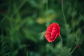 red poppy flower in green grass