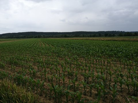 young   plant  MAIZE-FIELD