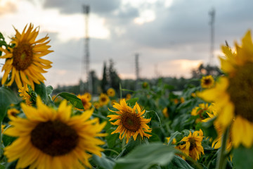 field of sunflowers in may