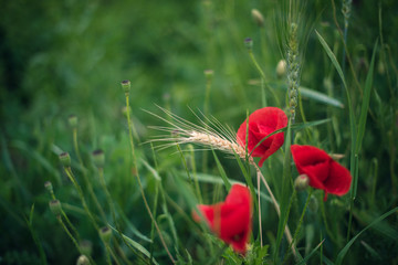 poppies in the field