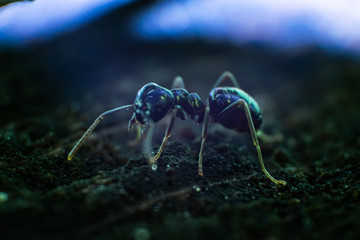 Mrówka w powiększeniu (reverselens macro)